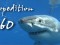 The Great Whites of Guadalupe Island
